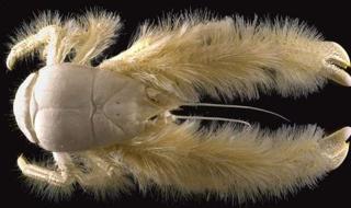 鳄鱼为什么是两栖动物 鳄鱼属于什么类动物