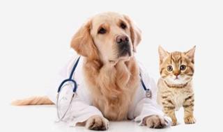 宠物圈子怎么进 微信状态怎么养宠物