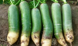 天津沙窝萝卜几月份最好吃 沙窝萝卜几月份上市